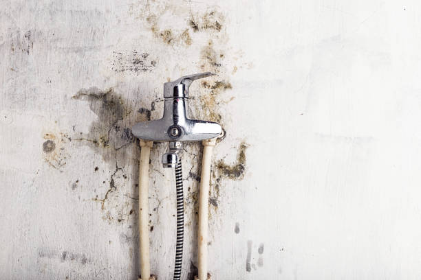 Best Commercial Mold Removal  in Eastwood, LA