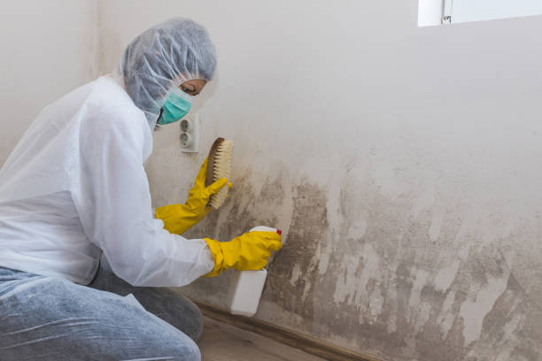 Best Certified Mold Removal  in Eastwood, LA