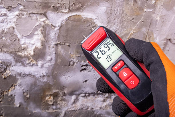Best Attic Mold Removal  in Eastwood, LA