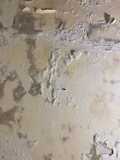 Attic Mold Removal in Eastwood, LA