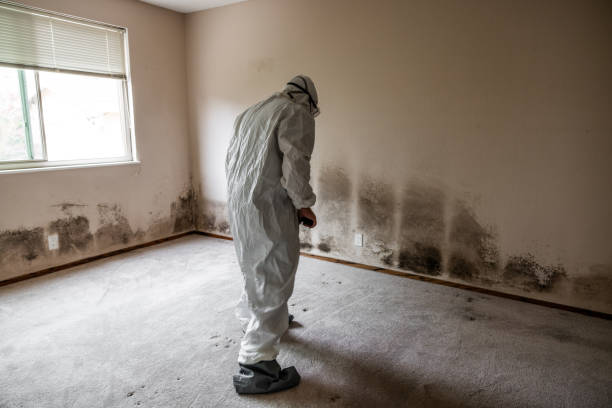 Professional Mold Removal in Eastwood, LA
