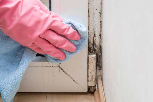 Best Mold Remediation  in Eastwood, LA