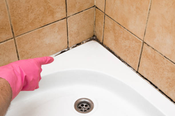 Best Best Mold Removal Companies  in Eastwood, LA